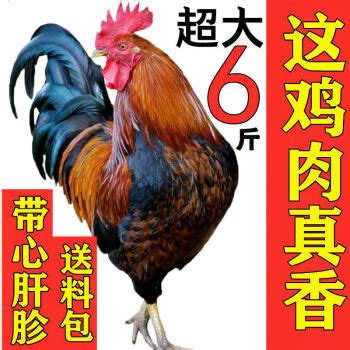 2024年活鸡价格行情走势（活鸡批发价格）-食品商务网