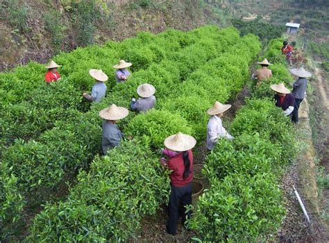 喜茶推出甄选茶园标准 打造供应链新模式把控茶叶品质_深圳新闻网