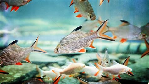 在水下的庞大鱼群逆光摄影高清jpg格式图片下载_熊猫办公