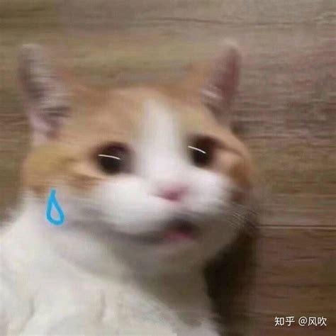 搞怪表情包图片
