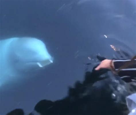 加拿大加州海狮为何将女孩拖入海中？ - 神秘的地球 科学|自然|地理|探索