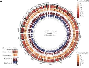 我国科学家绘就世界首张家蚕超级泛基因组图谱——人民政协网