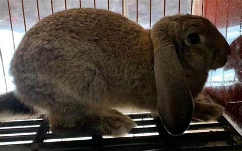 折耳兔是什么动物？ - 动物 - 酷自然