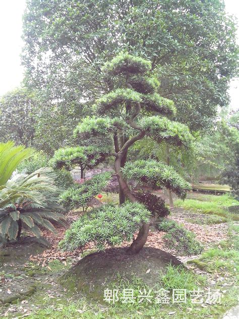 厂家供应 罗汉松树和盆景 绿化苗木 量大从优-阿里巴巴