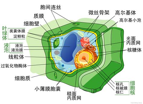 生物细胞结构图图片