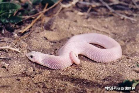 有一种蛇，他的名字叫做白娘娘。_鼠蛇