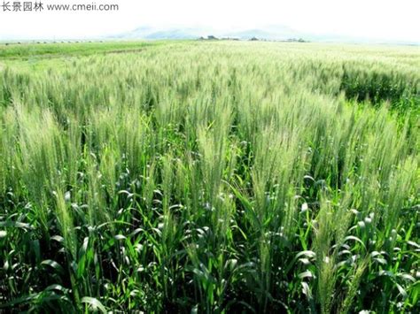 大麦什么时间种植最适合 种植时间-长景园林网