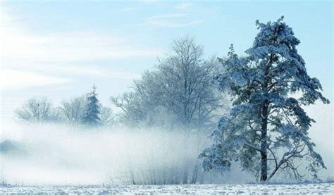 冬天树木为什么冻不死_大树不怕冻的原因_十万个为什么