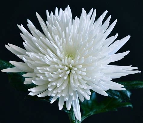 白色菊花高清图片下载-正版图片501275089-摄图网