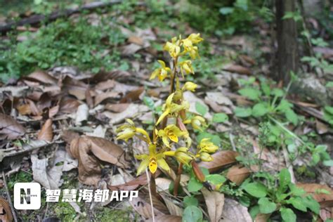 我省29种野生兰花被列入“国家级”保护植物 _www.isenlin.cn