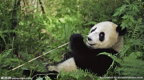 国宝大熊猫高清图片下载-正版图片501304037-摄图网