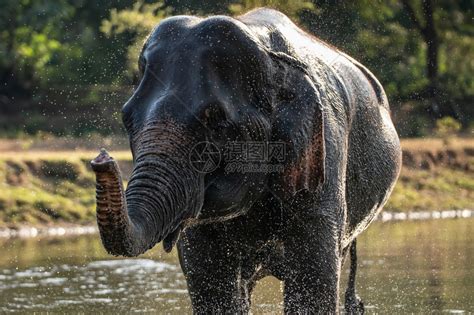 大象洗澡时泼水河树干肖像高清图片下载-正版图片307701664-摄图网