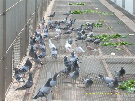 陕西明威赛鸽公棚300km集鸽-最新公告 - 中国信鸽竞翔网