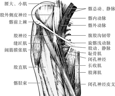 股方肌位置图片
