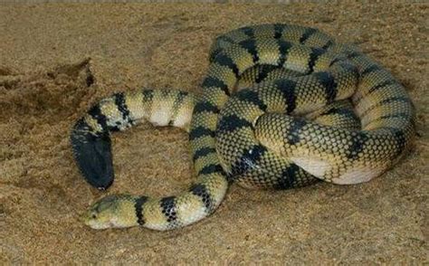 绿茸线蛇长什么样子(传说中世界上年龄最大的蛇——绿茸线蛇) | 说明书网