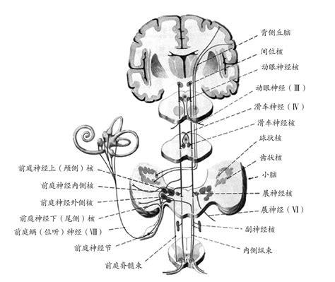 脑神经图谱、神经图谱_脑神经(理论书籍)