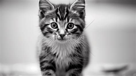 黑白小猫的肖像耳朵尾巴爪子哺乳动物猫科好奇心乐趣宠物毛皮晶须高清图片下载-正版图片321631442-摄图网