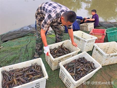 淡水虾养殖技术、青虾的养殖与日常管理技术 - 养虾 - 蛇农网