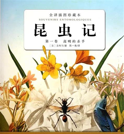《昆虫记》昆虫资料卡,昆虫记10种昆虫卡,昆虫记的昆虫卡片_大山谷图库