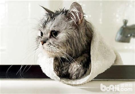 猫可不可以洗澡？其实每一次洗澡都是对它们的伤害！