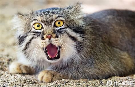 中国十大禁养猫 荒漠猫上榜，第二是体型最小的猫之一(3)_排行榜123网