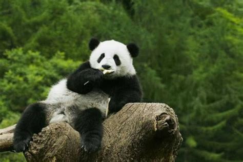 新华全媒+丨“国宝”大熊猫如何防疫？记者带你一探究竟_凤凰网视频_凤凰网