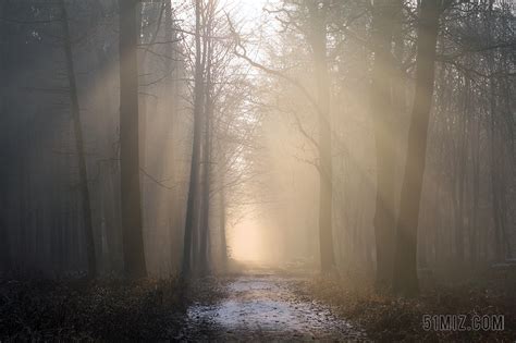 梦幻般的迷雾森林与松树和山在阳光下高清图片下载-正版图片502407070-摄图网
