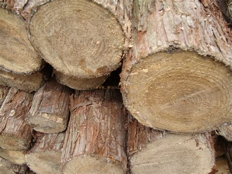 松木和杉木哪个好？【木材圈】 - 木材专题 - 木材圈