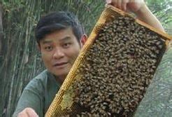 了解蜜蜂吗 知道蜜蜂怎么传递信息的吗