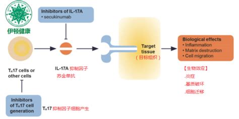 生物制剂司库奇尤单抗（可善挺）说明书 - 伊顿健康