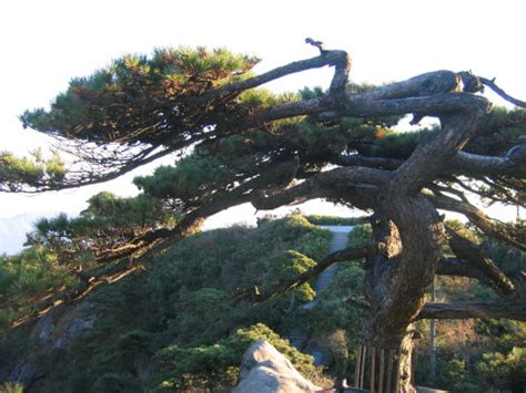 悬崖上的松树背景图片免费下载 - 觅知网