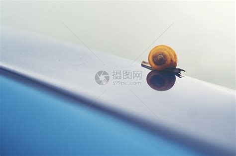 蜗牛慢慢地移动高清图片下载-正版图片300886839-摄图网