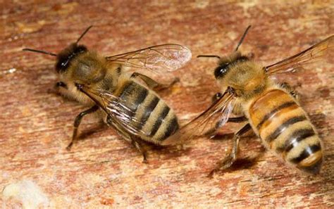 东北黑蜂是什么品种？欧洲黑蜂和卡尼鄂拉蜂杂交成的“新蜂种”！ - 蜜蜂讲堂 - 养蜂人
