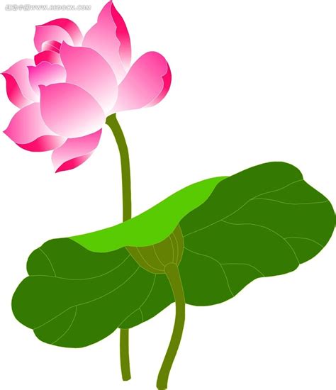 荷花手绘图片