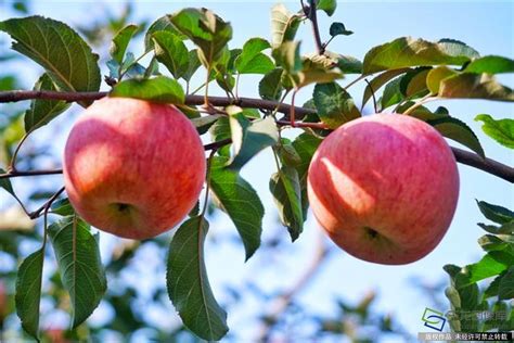 红富士苹果，75以上精品优质大果，口感脆甜 - 苹果 - 仁果类 - 水果 - 供应中心 - 农商网