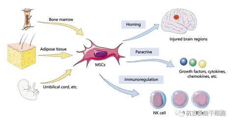 神经干细胞移植为神经退行性疾病治疗带来了新选择-杭吉干细胞科技