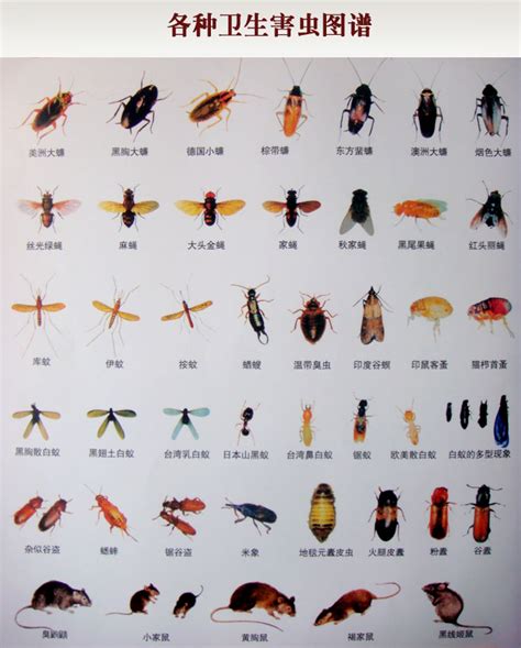 最恶心的虫子，中国十大恐怖虫子排名第一名
