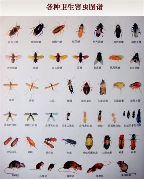 各种虫子大全图片