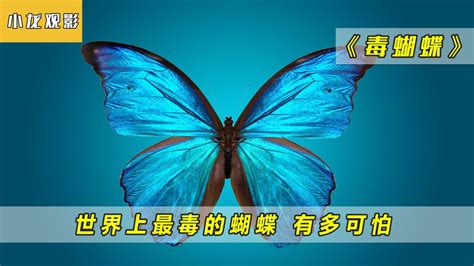 蝴蝶园蓝翅膀在花的一朵蓝色光影蝴蝶上的快了高清图片下载-正版图片307553004-摄图网