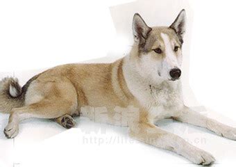三种莱卡犬中最大的是东西伯利亚莱卡犬_[标签:标题1]