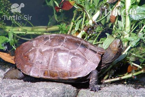 石龟的饲养与管理方法 | 半眠日记