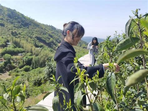 温州泰顺猕猴桃结出“致富果”，年产值1.2 亿元，带动5000多人从业