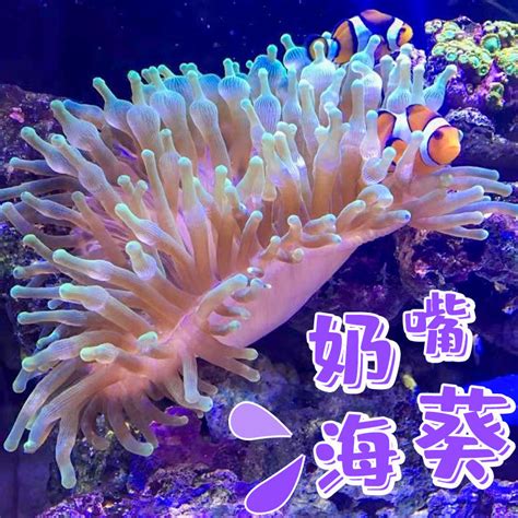 奶嘴海葵小丑鱼共生紫头海葵观赏活体珊瑚荧光绿奶嘴海葵软体地毯_虎窝淘
