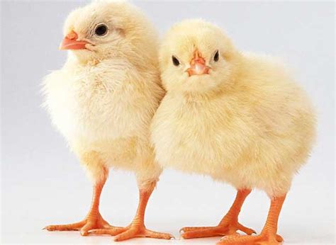 宠物小鸡如何家养?自养小鸡的方法 - 69农村创业网
