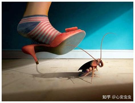 蟑螂为什么不能用脚踩 为什么蟑螂不能用脚踩 - 天奇生活