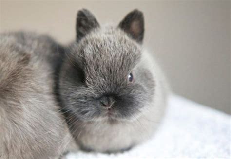 德国侏儒海棠兔价格 侏儒海棠兔价格-宠物网