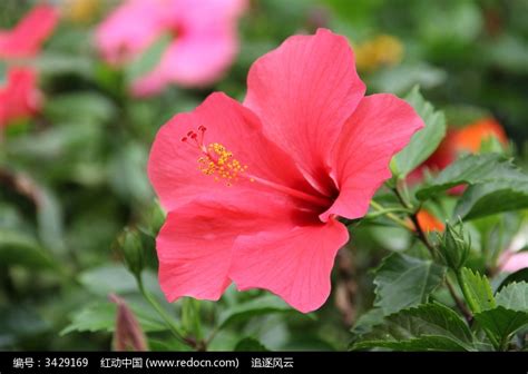 美丽的大红花高清图片下载_红动中国