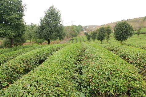 铜仁：生态茶改善环境助农增收