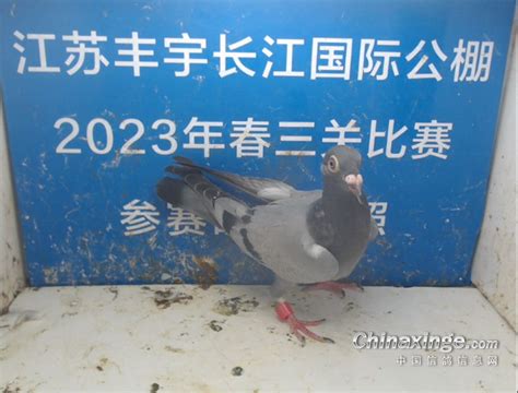 天津市蓟州金羽赛鸽公棚照片查看-中国信鸽信息网各地公棚