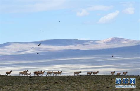 Massive Tibetan antelope migration a biodiversity triumph on "roof of ...